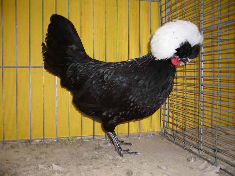 Hannover 2008 178.jpg - Holländer Haubenhühner Weißhauben schwarz von Patrick Tolle Preis HV 96 MB